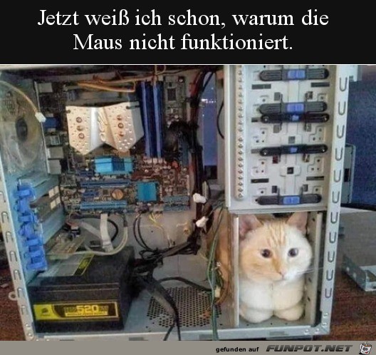 Katze hat ihren Platz gefunden