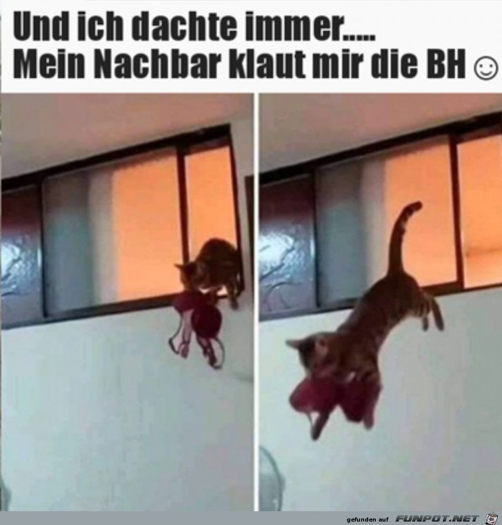 Tierischer Dieb