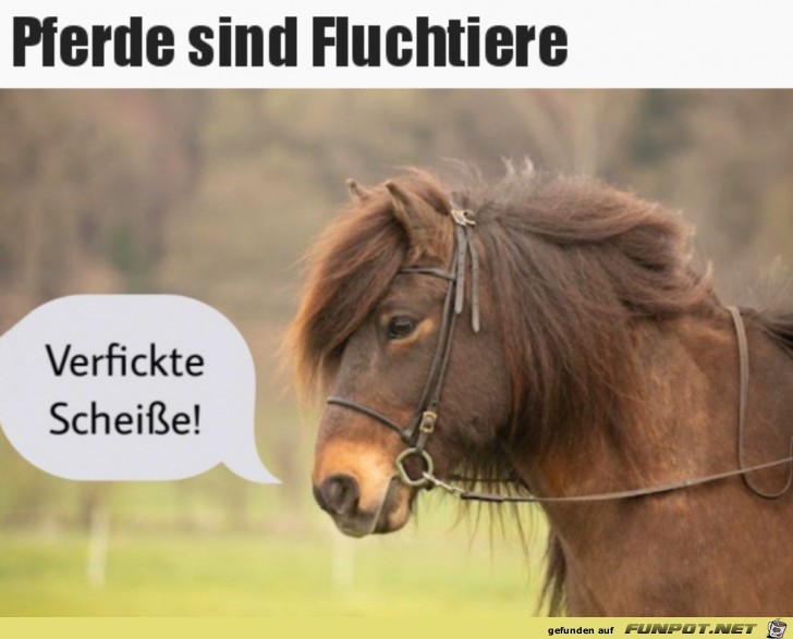 Fluchtiere