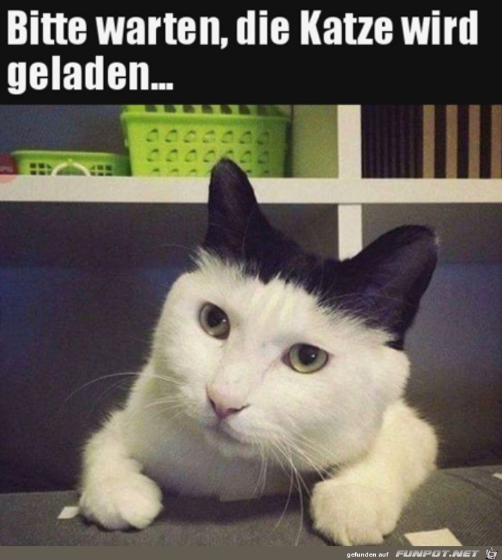 Die Katze wird geladen