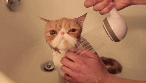 Katze duschen