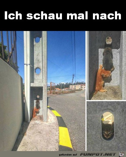 Ich schau mal