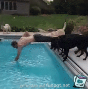 Hunde schubsen Herrchen in den Pool