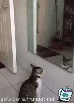 Katze vor dem Spiegel