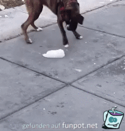 Boxerhund hat Spa