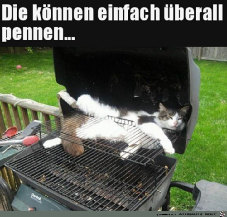 Katzen knnen berall schlafen