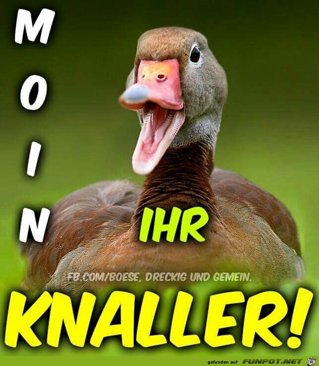 Moin ihr Knaller