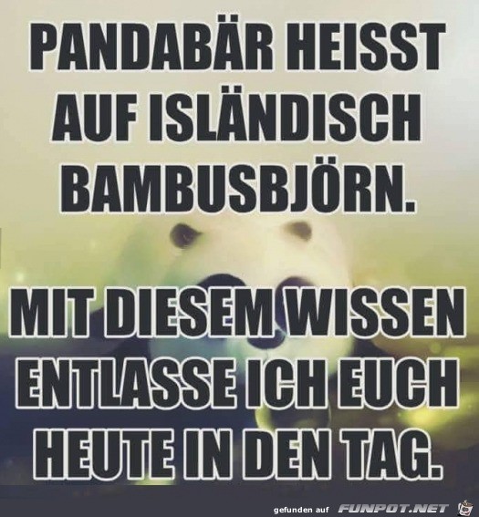 Pandabr auf islndisch