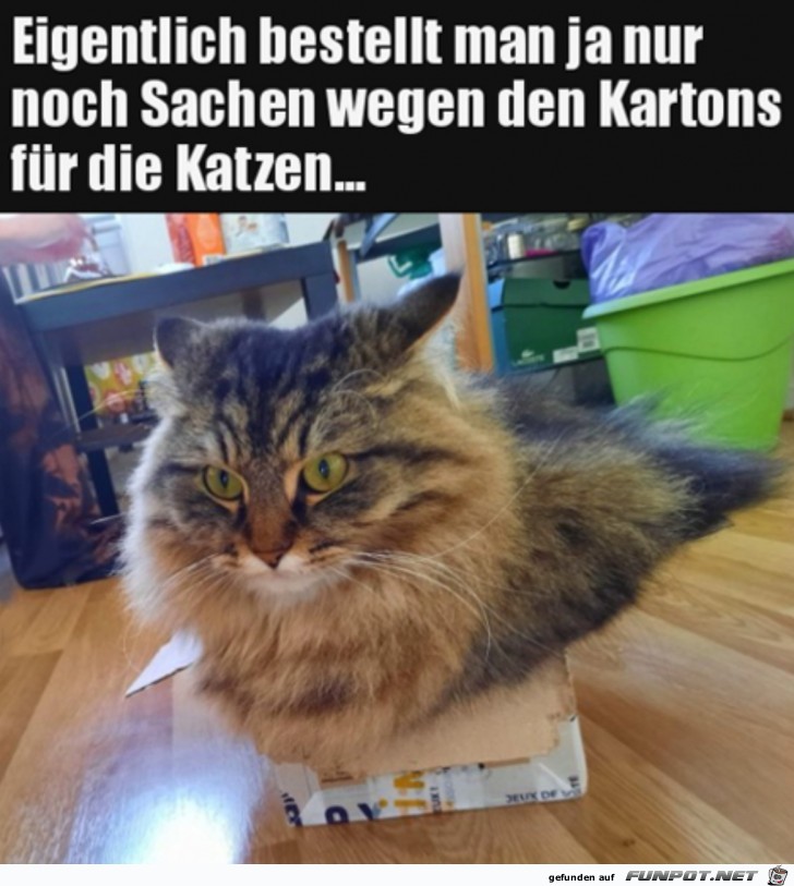 Kartons fr die Katzen