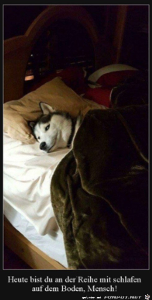 Hund hat das Bett annektiert