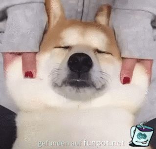 Hunde-Massage