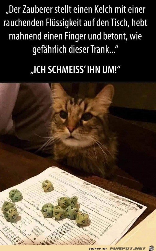 Lustige Katze