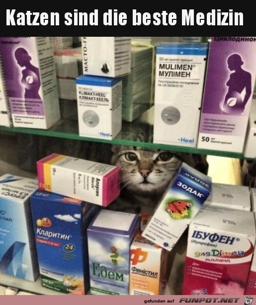 Katze im Arzneiregal
