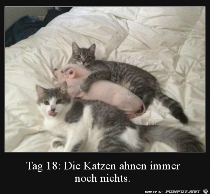 zu den Katzen geschmuggelt