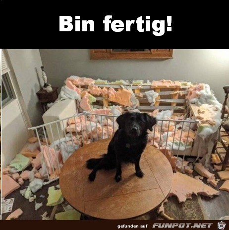 Hund hat ganze Arbeit geleistet