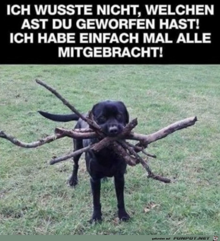 Hund bringt viele Stcke