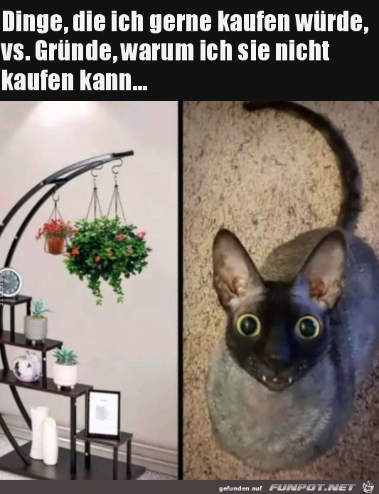 Mit Katzen gehen manche Dinge einfach nicht