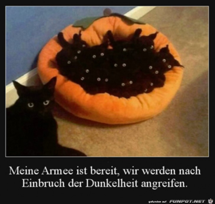 Katzen-Armee