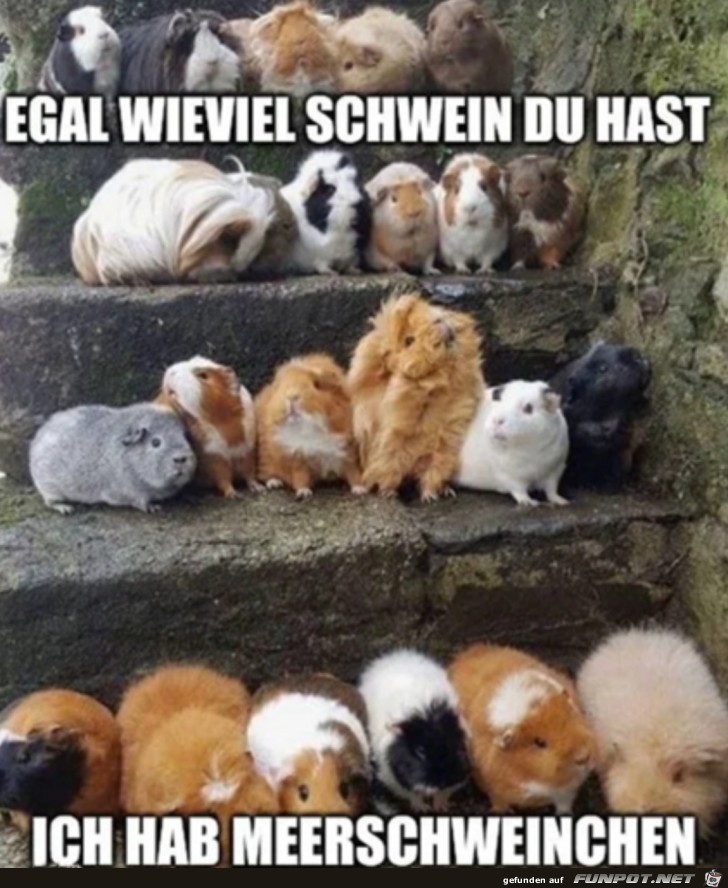 Ganz schn viele Meerschweinchen