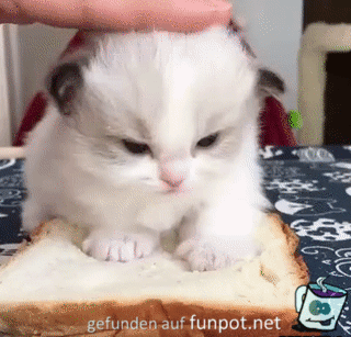 Kätzchen-Sandwich