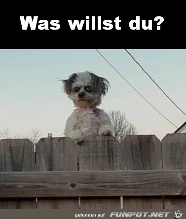 Gefhrlicher Hund