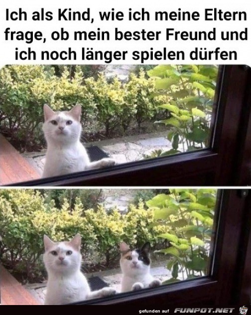 Katze hat Kumpel mitgebracht