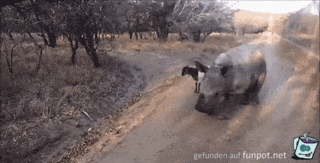Nashorn springt wie Ziege