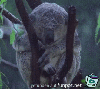 Koala im Regen