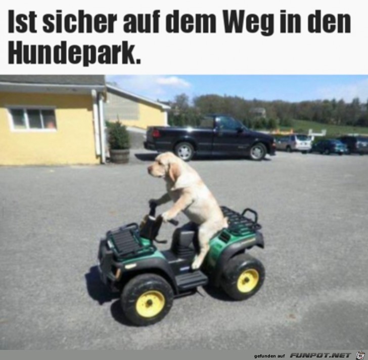 Es geht zum Hundepark