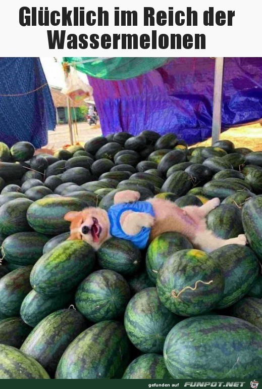 Hund liegt auf Melonen
