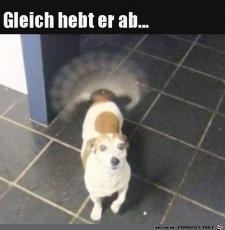 Hund hebt gleich ab