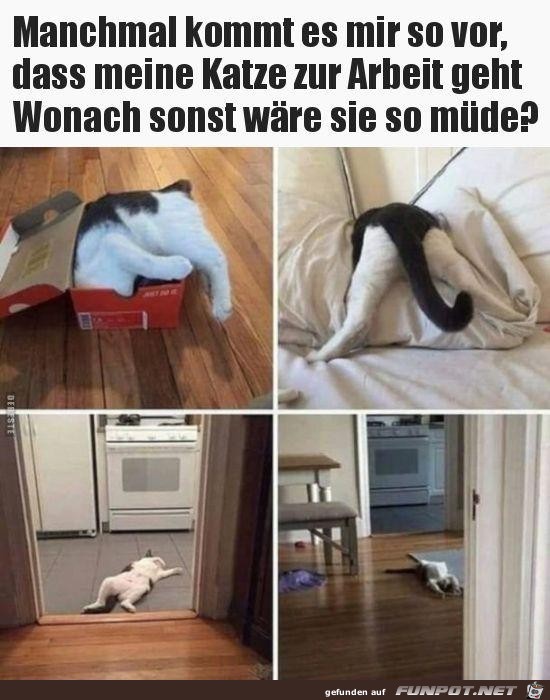 Wovon ist meine Katze so mde ?