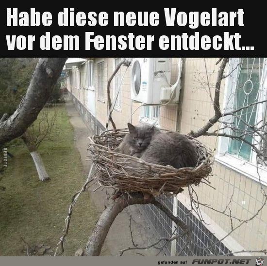 neue Vogelart