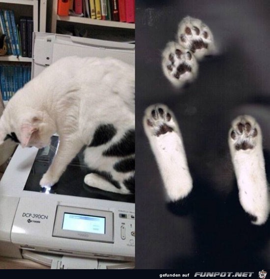 Katze kopiert sich