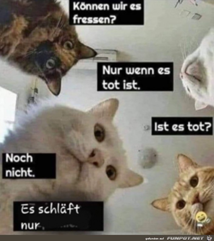 Katzen-Sitzung