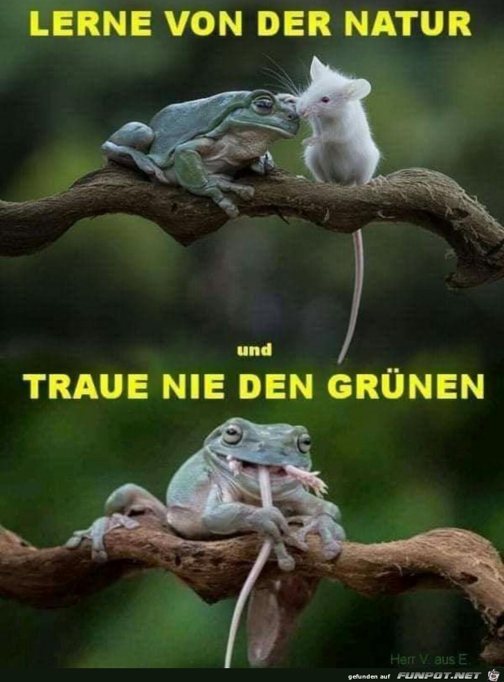 Lerne von der Natur