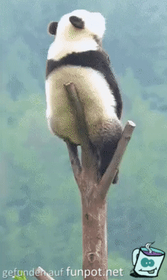 Gechillter Panda