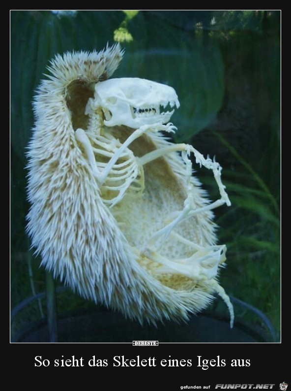 So sieht das Skelett eines Igels aus