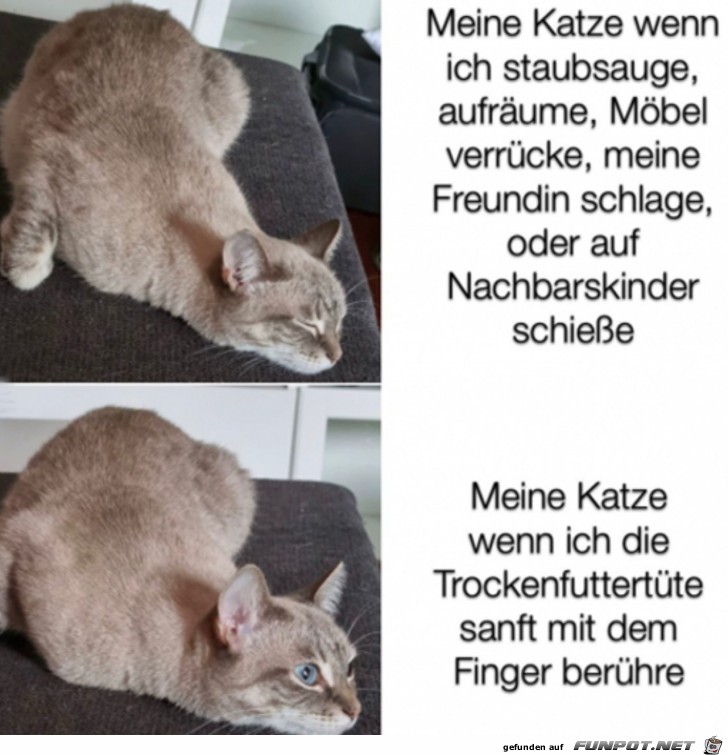 Meine Katze