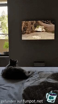 Katze sieht fern