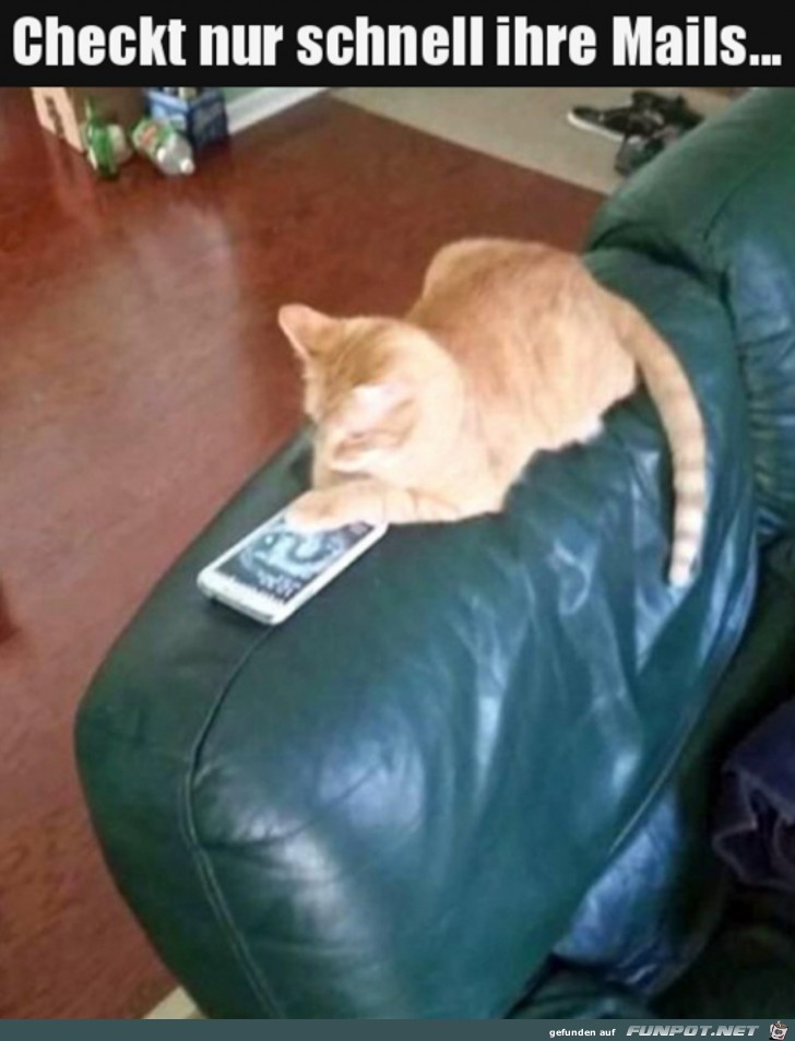 Katze checkt Mails