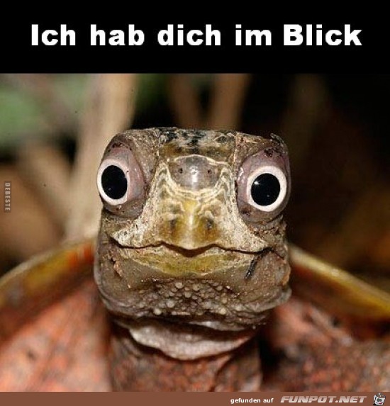 Ich habe dich im Blick