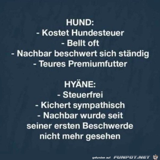 Hund vs. Hyne