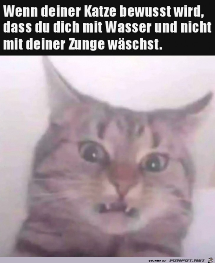 Katze ist entsetzt