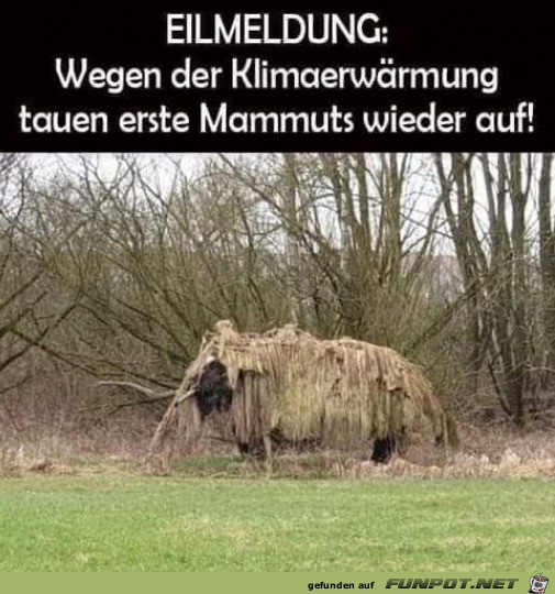 Mammuts tauen auf