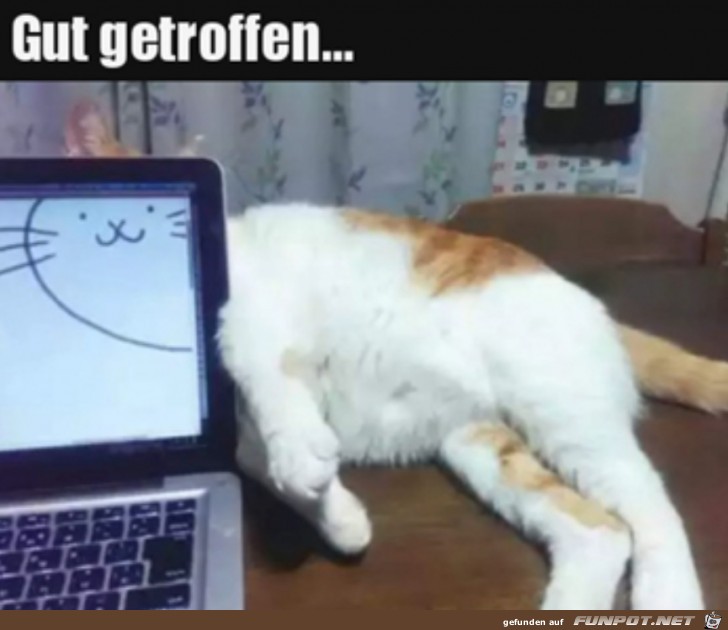 Katze hinterm Laptop
