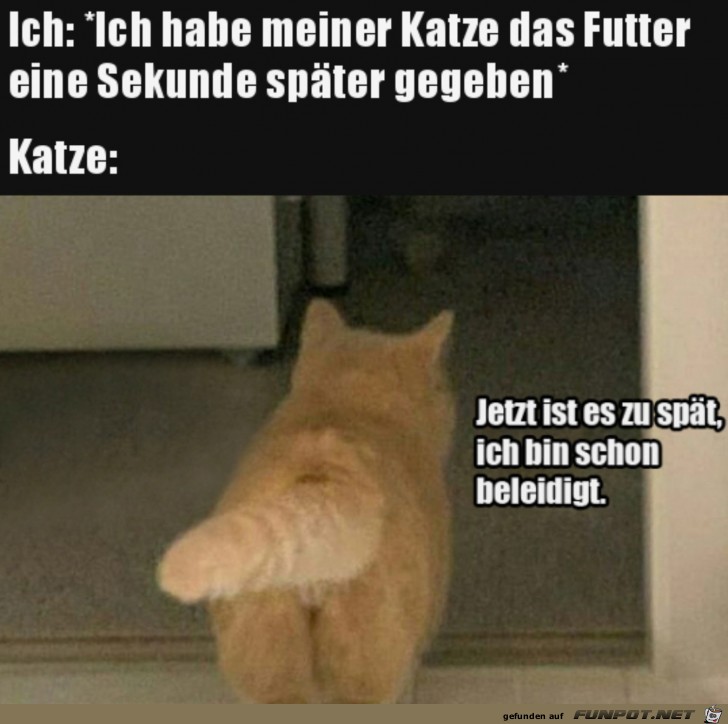 Katze ist beleidigt