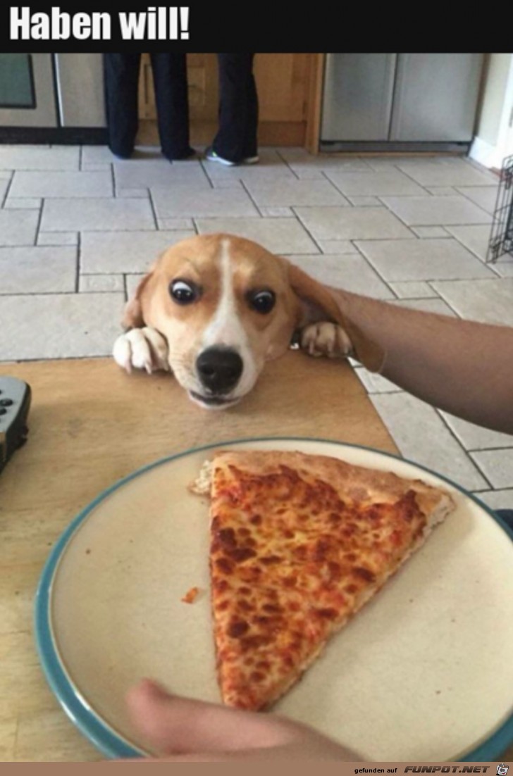 Hund will die Pizza