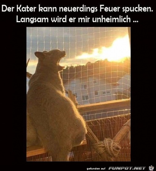 Katze kann Feuer spucken