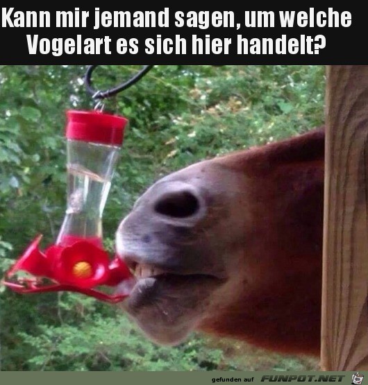 Komischer Vogel